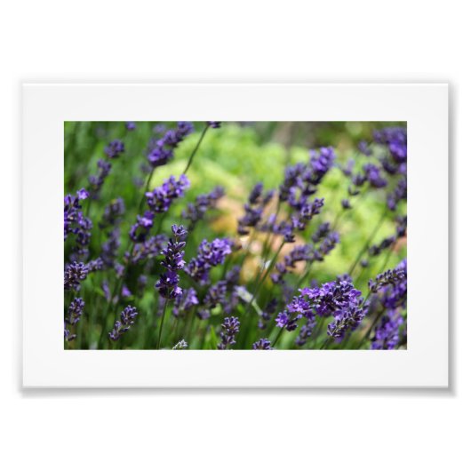 Lavender-veld Foto Afdruk (Voorkant)