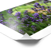 Lavender-veld Foto Afdruk (Hoek)