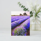 Lavender-velden Briefkaart (Staand voorkant)