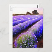 Lavender-velden Briefkaart (Voorkant / Achterkant)