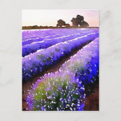 Lavender-velden Briefkaart (Voorkant)
