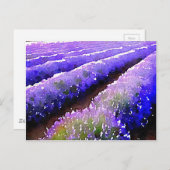 Lavender-velden Briefkaart (Voorkant / Achterkant)
