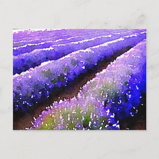 Lavender-velden Briefkaart (Voorkant)