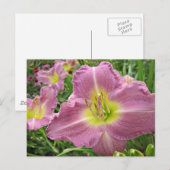 Lavender Vista Daylily Briefkaart (Voorkant / Achterkant)