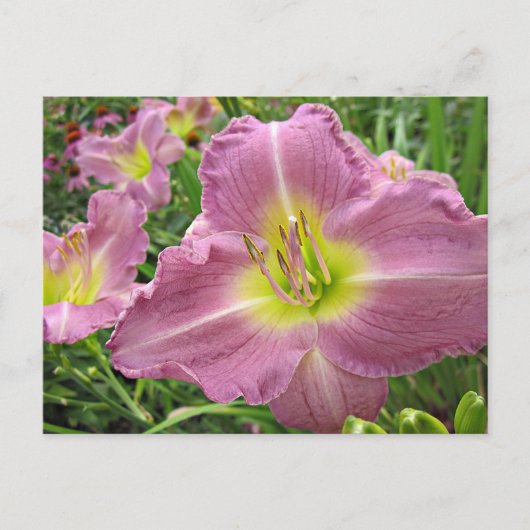 Lavender Vista Daylily Briefkaart (Voorkant)