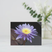 Lavender Water Lily Briefkaart (Staand voorkant)