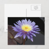 Lavender Water Lily Briefkaart (Voorkant / Achterkant)