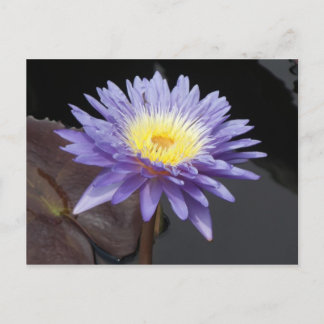 Lavender Water Lily Briefkaart