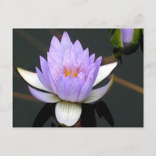 Lavender Water Lily Briefkaart