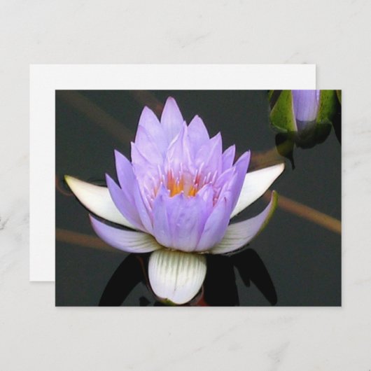 Lavender Water Lily Briefkaart (Voorkant / Achterkant)
