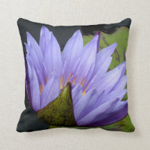 Lavender Water Lily