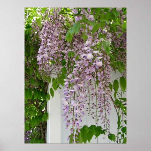 Lavender Wisteria ~ print (Voorkant)
