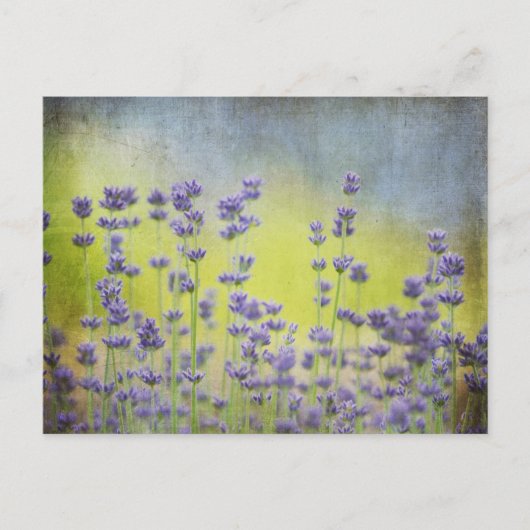 Lavenderbloemen Briefkaart (Voorkant)