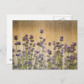  lavenderbloemen briefkaart (Voorkant / Achterkant)