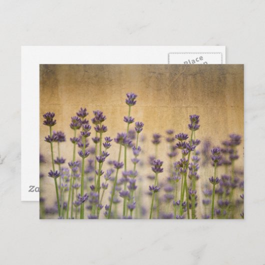  lavenderbloemen briefkaart (Voorkant / Achterkant)