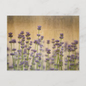  lavenderbloemen briefkaart (Voorkant)