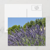 Lavenderbloemen in het veld in de zomer, Provence Briefkaart (Voorkant / Achterkant)