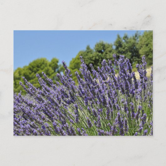 Lavenderbloemen in het veld in de zomer, Provence Briefkaart (Voorkant)