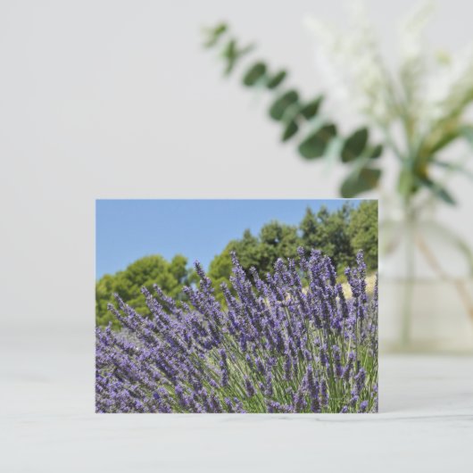 Lavenderbloemen in het veld in de zomer, Provence Briefkaart (Staand voorkant)