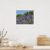 Lavenderbloemen in het veld in de zomer, Provence Poster (Keuken)