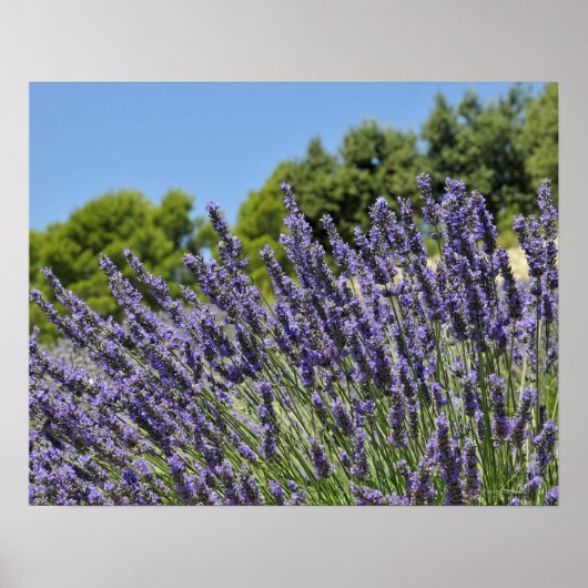 Lavenderbloemen in het veld in de zomer, Provence Poster (Voorkant)