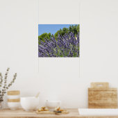 Lavenderbloemen in het veld in de zomer, Provence Poster (Keuken)