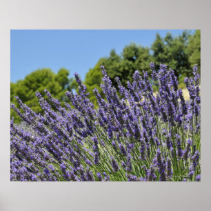 Lavenderbloemen in het veld in de zomer, Provence Poster
