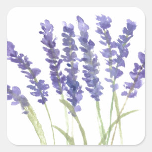 Lavenderbloemen waterverf rustige kruiden vierkante sticker