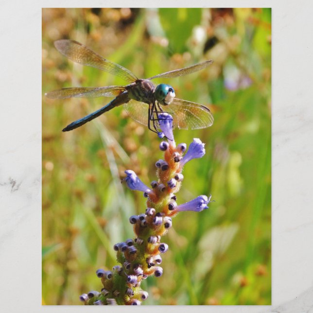 Lavenderbloemlibrie (Voorkant)