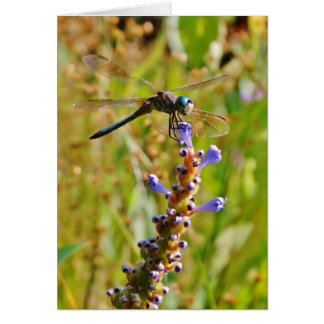 Lavenderbloemlibrie