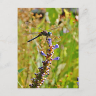 Lavenderbloemlibrie Briefkaart