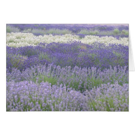 Lavenderkaart