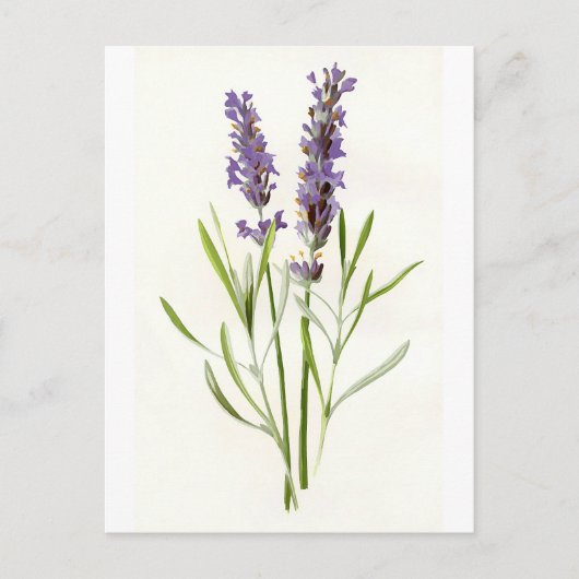  lavenders briefkaart (Voorkant)