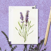  lavenders briefkaart