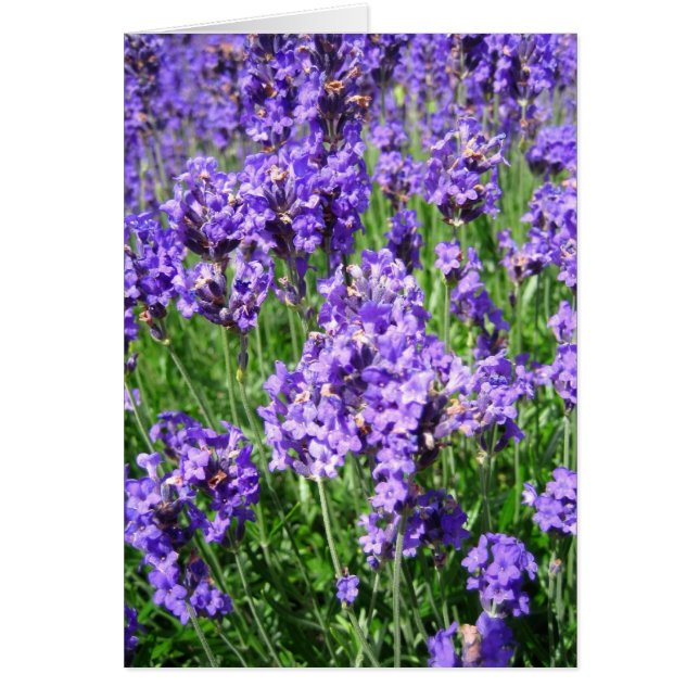Lavenders - kaart (Voorkant)