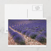 Lavenderveld Briefkaart (Voorkant / Achterkant)