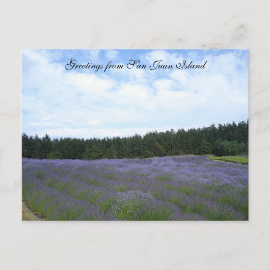 Lavendervelden Briefkaart (Voorkant)