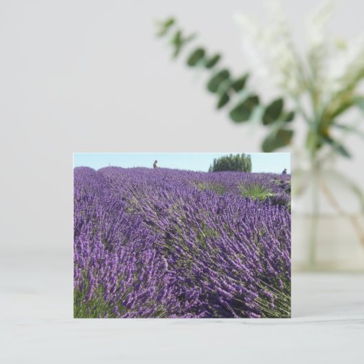 Lavendervelden Briefkaart (Staand voorkant)
