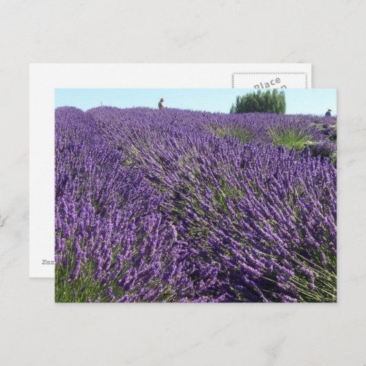 Lavendervelden Briefkaart (Voorkant / Achterkant)