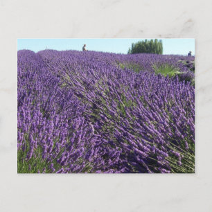 Lavendervelden Briefkaart