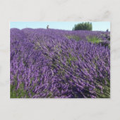 Lavendervelden Briefkaart (Voorkant)