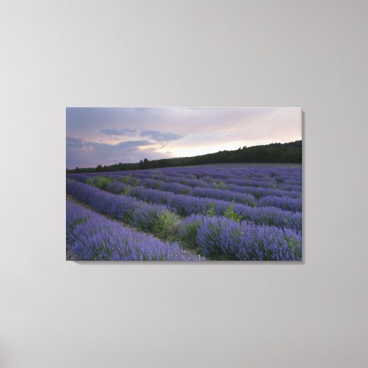 Lavendeveld bij zonsondergang canvas afdruk (Voorkant)