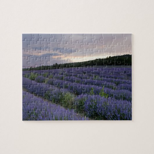 Lavendeveld bij zonsondergang legpuzzel (Horizontaal)