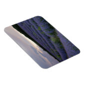 Lavendeveld bij zonsondergang magneet (Rechterzijde)