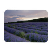Lavendeveld bij zonsondergang magneet (Horizontaal)
