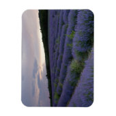 Lavendeveld bij zonsondergang magneet (Verticaal)