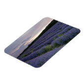 Lavendeveld bij zonsondergang magneet (Linkerzijde)