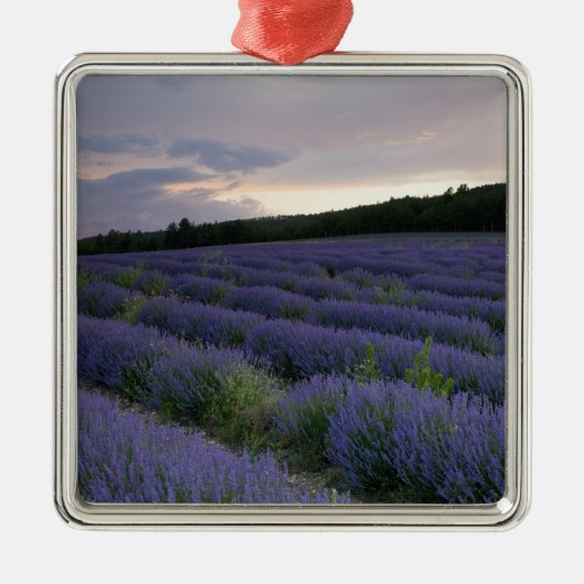 Lavendeveld bij zonsondergang metalen ornament (Voorkant)