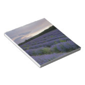 Lavendeveld bij zonsondergang notitieblok (Schuin)