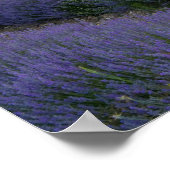 Lavendeveld bij zonsondergang poster (Hoek)